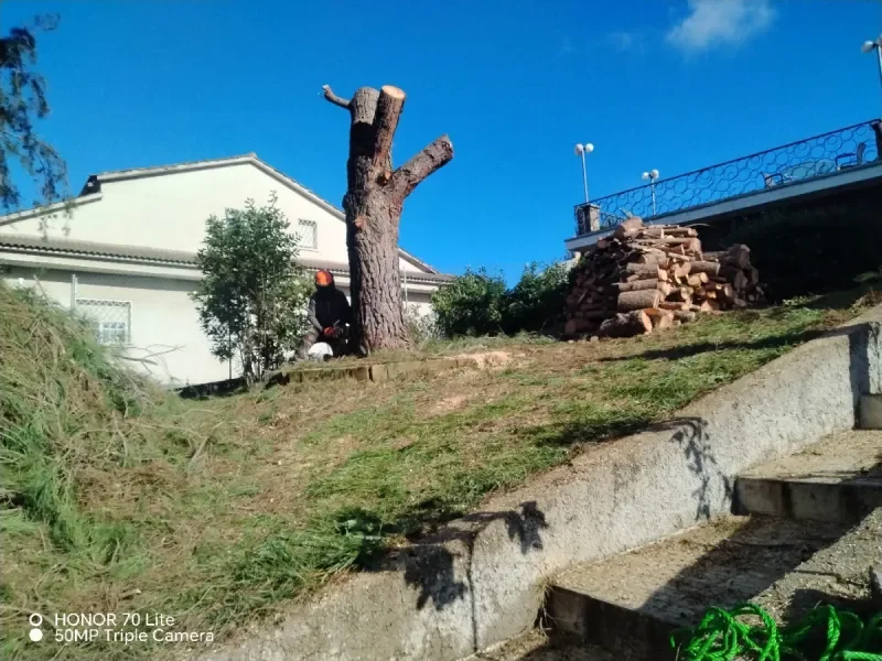 Servicios de poda y tala de árboles