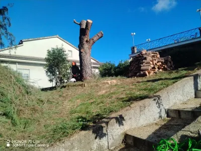 Servicios de poda y tala de árboles