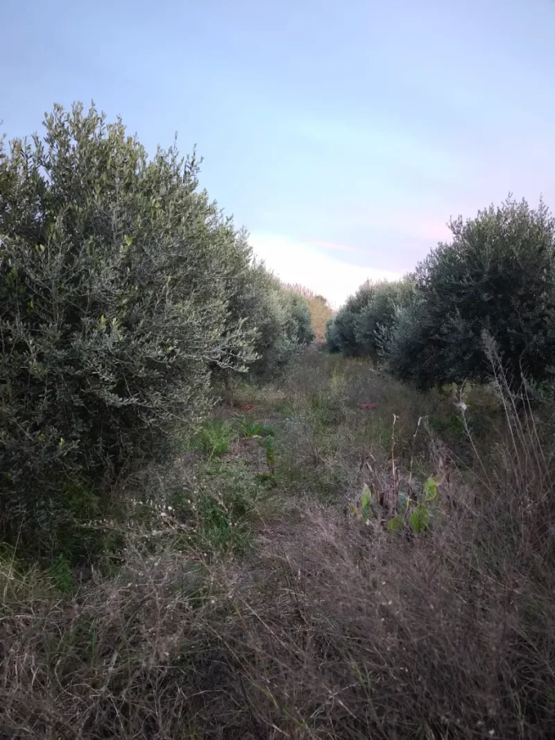 Terreno rustico en Sant Feliu de Llobregat