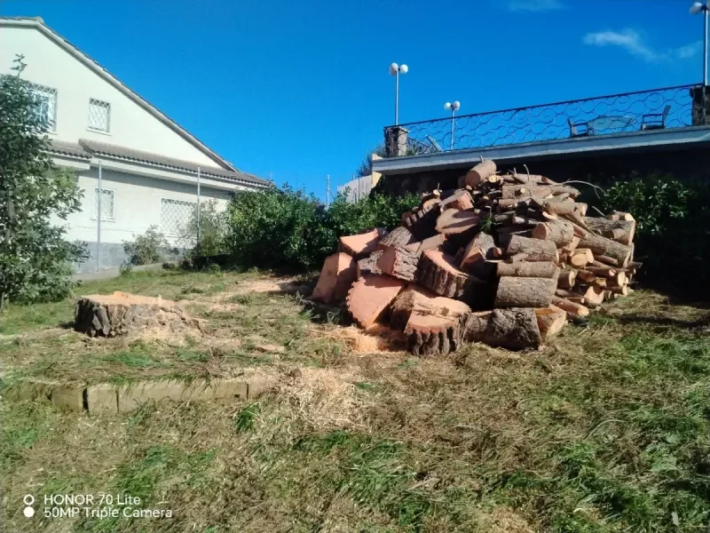 Servicios de poda y tala de árboles - foto 2