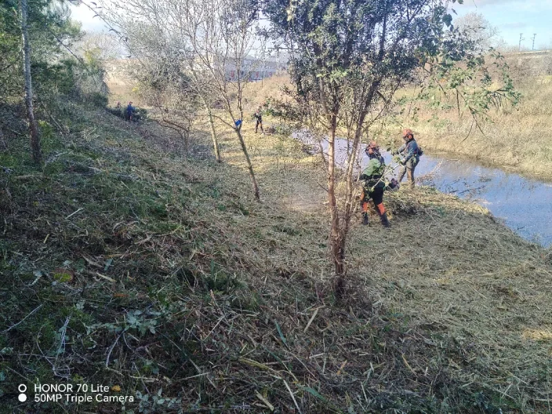 Servicios de poda y tala de árboles - foto 3
