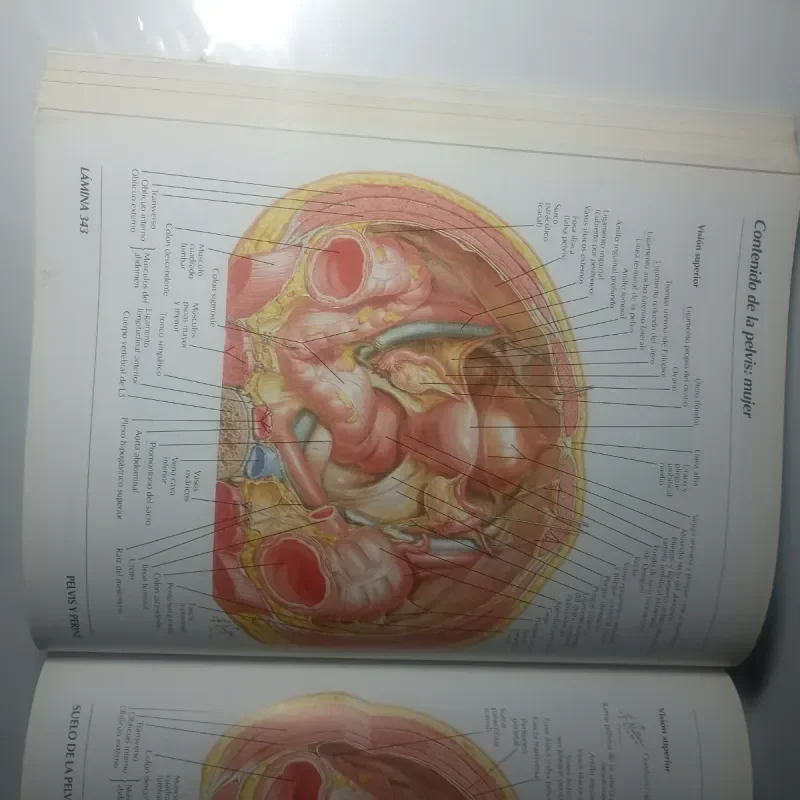 Anatomía humana Netter - foto 3