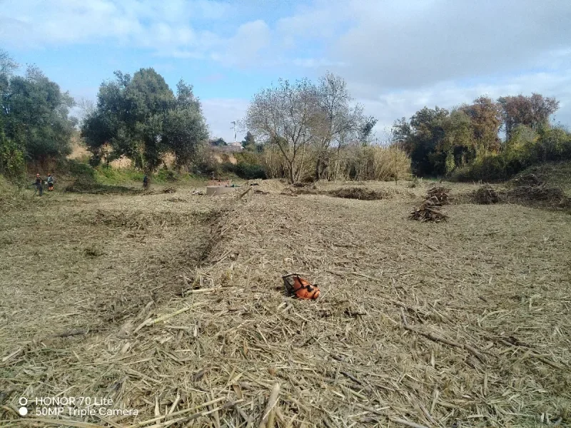 Servicios de poda y tala de árboles - foto 4