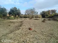 Servicios de poda y tala de árboles - miniatura 4