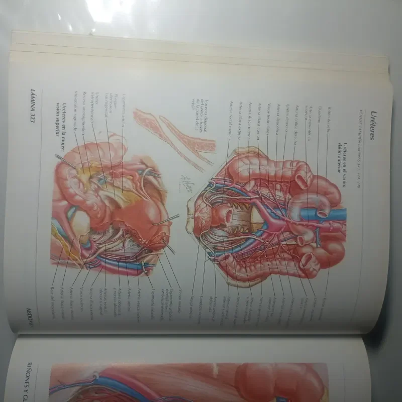 Anatomía humana Netter - foto 4